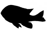 Longear Sunfish silhouette, (Lepomis megalotis), [Centrarchidae], Perciformes, logo, shape