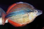 Banded Rainbowfish, (Melanotaenia trifasciata), AABV05P09_01
