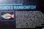Banded Rainbowfish, (Melanotaenia trifasciata), AABV05P09_03