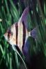 Altum Angelfish, (Pterophyllum altum), [Cichlidae], Cichlasomatinae, Cichlid, Heroini , AABV05P11_02