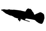 Top Minnow silhouette, Belonesox belizanus, Poeciliidae, Pike Live-Bearer, Pike Top Minnow, Pike Topminnow, (Belonesox belizanus), Cyprinodontiformes, shape, logo