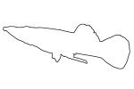 Top Minnow outline, line drawing, shape