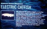 Electric Catfish, (Malapterurus electricus), [Malapterurus], Siluriformes, Malapteruridae, AABV05P13_02