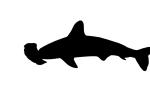 Hammerhead Shark Silhouette, Elasmobranchii, Carcharhiniformes, Sphyrnidae, logo, shape