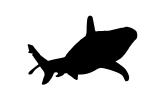 Shark Silhouette, logo, shape
