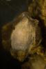 Bamboo Shark Egg Cases, AACD01_051
