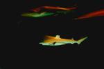 Blacktip reef shark, (Carcharhinus melanopterus), Elasmobranchii, Carcharhiniformes, Carcharhinidae, Requiem shark, AACV01P01_01.4094