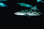 Leopard Shark, (Triakis semifasciata), Elasmobranchii, Carcharhiniformes, Triakidae, AACV01P01_11.4094
