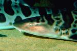 Leopard Shark, (Triakis semifasciata), Elasmobranchii, Carcharhiniformes, Triakidae, AACV01P02_09.4094