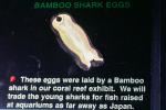 Bamboo Shark Egg