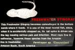 Freshwater Stingray [Dasyatidae]