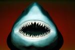 White Shark, Open Jaw, AACV01P03_16