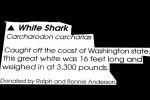 White Shark, AACV01P03_17