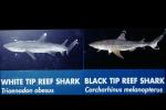 Blacktip reef shark, (Carcharhinus melanopterus), Elasmobranchii, Carcharhiniformes, Carcharhinidae, Requiem shark, AACV01P04_04