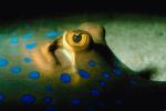 Beady eyes oof a Blue Spotted Stingray, (Neotrygon kuhlii), Elasmobranchii