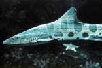 Leopard Shark, (Triakis semifasciata), Elasmobranchii, Carcharhiniformes, Triakidae, AACV01P04_16