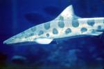 Leopard Shark, (Triakis semifasciata), Elasmobranchii, Carcharhiniformes, Triakidae, AACV01P05_08