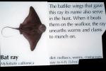 Bat Ray, (Myliobatis californica), Elasmobranchii, Myliobatiformes, Myliobatidae, AACV01P06_01