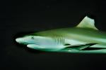Blacktip reef shark, (Carcharhinus melanopterus), Elasmobranchii, Carcharhiniformes, Carcharhinidae, Requiem shark, AACV01P06_08.4094