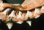 Great White Shark jaw, (Carcharodon carcharias), Shark Teeth, AACV01P06_17.1707