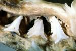Great White Shark jaw, (Carcharodon carcharias), Shark Teeth, AACV01P06_18