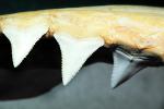 Great White Shark jaw, (Carcharodon carcharias), Shark Teeth, AACV01P06_19