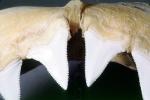 Great White Shark jaw, (Carcharodon carcharias), Shark Teeth, AACV01P07_01