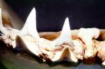 Great White Shark jaw, (Carcharodon carcharias), Shark Teeth, AACV01P07_02