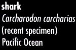Great White Shark jaw, (Carcharodon carcharias), Shark Teeth, AACV01P07_04