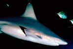 Shark, AACV01P08_14.1707