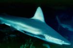 Shark, AACV01P08_15