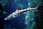 Leopard Shark, (Triakis semifasciata), Elasmobranchii, Carcharhiniformes, Triakidae, AACV01P09_03