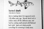 Horn Shark, (Heterodontus francisci), Elasmobranchii, Heterodontiformes, Heterodontidae, AACV01P11_14