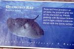 Diamond Ray (Dasyatis brevis)