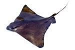 Bat Ray, (Myliobatis californica), Elasmobranchii, Myliobatiformes, Myliobatidae, photo-object, object, cut-out, cutout, AACV01P12_10F