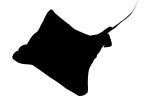 Bat Ray Silhouette, (Myliobatis californica), Elasmobranchii, Myliobatiformes, Myliobatidae, logo, shape, AACV01P12_10M