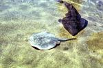 Giant Shovelnose Ray, (Glaucostegus typus), Rajiformes, Rhinobatidae, endangered, AACV01P12_17