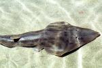 Giant Shovelnose Ray, (Glaucostegus typus), Rajiformes, Rhinobatidae, endangered, AACV01P13_03