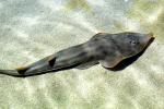 Giant Shovelnose Ray, (Glaucostegus typus), Rajiformes, Rhinobatidae, endangered, AACV01P13_07
