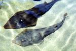 Giant Shovelnose Ray, (Glaucostegus typus), Rajiformes, Rhinobatidae, endangered, AACV01P13_09