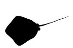 Stingray silhouette, Dasyatis sp, logo, shape, AACV01P14_04M
