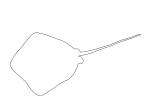Stingray, Dasyatis sp, outline, line drawing, shape