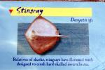 Stingray, Dasyatis sp