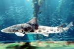 Leopard Shark, (Triakis semifasciata), Elasmobranchii, Carcharhiniformes, Triakidae, AACV01P15_03