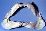 Snaggle-teeth Shark, Snaggletooth, Open Jaws, AACV01P15_19