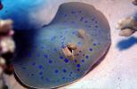 Flat Blue Spotted Stingray, (Neotrygon kuhlii), AACV02P01_11