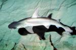 Bonnethead Shark, (Sphryna tiburo), AACV02P01_15