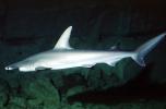 Bonnethead Shark, (Sphryna tiburo)