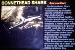 Bonnethead Shark, (Sphryna tiburo), AACV02P01_17