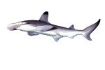Hammerhead Shark, (Elasmobranchii, Sphyrnidae), Elasmobranchii, Carcharhiniformes, Sphyrnidae, photo-object, object, cut-out, cutout, AACV02P01_18F